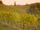 Vineyard in Jeruzalem Wine Region Photographic Print by Richard Nebesky