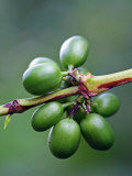 Coffee Beans Growing at Finca (Plantation) on Ruta De Las Siete Cascadas Photographie par Paul Kennedy