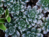 Hinahina (Heliotropium Anomalum Var Argenteum), Indigenous Hawaiian Plant Photographic Print by Karl Lehmann