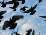 Flock of Birds Photographic Print by Brian Cruickshank