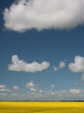 Canola Fields and Clouds in the Canadian Prairies Photographic Print by Todd Lawson