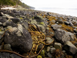 Kelp on Beach Near Telegraph Cove Fotografisk trykk av Andrew Bain Kelp on Beach Near Telegraph Cove Fotografisk trykk av Andrew Bain