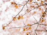Cherry Blossums (Sakura) Near Shizunai Photographic Print by Shayne Hill
