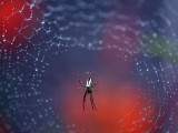 Spider in Centre of Web Covered in Rain Droplets Fotografie-Druck von Paul Kennedy