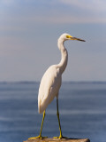 Great White Heron Photographic Print by Thomas Winz