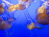Black Sea Nettle Jellyfish at Monterey Bay Aquarium Fotografie-Druck von Sabrina Dalbesio