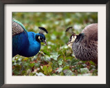 Peacocks in Lazienki Park, Warsaw, Poland Framed Photographic Print by Alik Keplicz