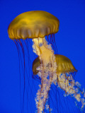 Jellyfish in Monterey Bay Aquarium Photographic Print by Douglas Steakley