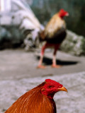 Fighting Cocks Fotografie-Druck von Alfredo Maiquez