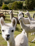 Alpacas on Farm Fotografie-Druck von Rachel Lewis