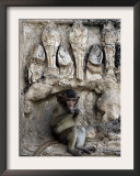 A Young Long-Tailed Macaque Sits Alone While Enjoying a Treat at Wat Prang Sam Yot Framed Photographic Print by David Longstreath