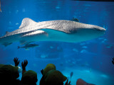 Excited School Children Gazing at Whale Shark at Osaka Aquarium Photographie par Antony Giblin