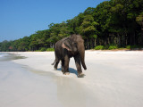 Indian Elephant (Elephas Maximus Indicus) Striding Along White Sand of Radhanagar Beach Photographie par Astrid Schweigert