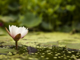 Water Lilly in Sapporo Botanical Garden Photographic Print by Shayne Hill