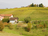 Vineyard at Village in Jeruzalem Wine Region Photographie par Richard Nebesky