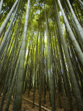 Bamboo Forest, Arashiyama District Photographic Print by Rachel Lewis