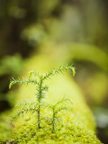 Plants and Moss Along Arakawa Trail to Jomon Sugui (Giant Tree) Photographic Print by Shayne Hill