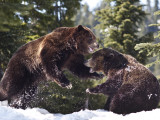 Grizzly Bears Playing in Snow on Grouse Mountain Photographie par Christopher Herwig