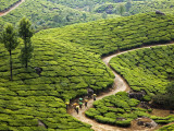 Tea Plantation Workers with Day's Harvest in Bags on their Heads Photographic Print by Anders Blomqvist
