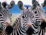 Group of Common Zebras Photographie par Tom Cockrem