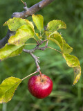 Apple Hanging from Orchard Tree, Huon Valley Photographic Print by Rachel Lewis