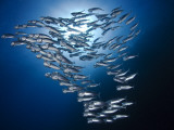 Sardine Shoal Photographic Print by Mark Webster
