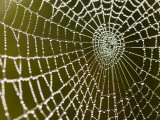 Spider Web Glistening with Dew Droplets Fotografisk tryk af Tim Barker Spider Web Glistening with Dew Droplets Fotografisk tryk af Tim Barker