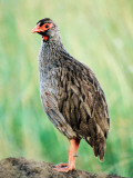 Red-Necked Spurfowl (Red-Necked Francolin) Photographic Print by Ariadne Van Zandbergen