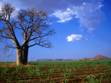 Boab Surrounded by Newly Planted Sugar in the Ord Irrigation Scheme Photographic Print by Peter Ptschelinzew