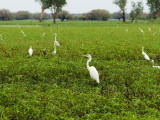 Yellow Waters Billabong with Water Birds Including Herons and Egrets Photographic Print by Paul Dymond