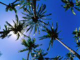 Palm Trees from Below at Anakena Photographie par Peter Hendrie