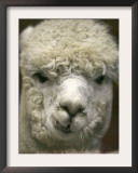 Zephyr Moon, a 2-Year-Old Alpaca, at the Vermont Farm Show in Barre, Vermont, January 23, 2007 Framed Photographic Print by Toby Talbot