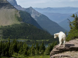 Mountain Goat (Oreamnos Americanus) Photographic Print by Mark Newman