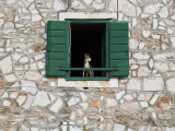 Dog in Window of House in Stari Grad Village Impressão fotográfica por Will Salter Dog in Window of House in Stari Grad Village Impressão fotográfica por Will Salter