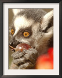 A Lemur Eats a Grape from a Fruit and Vegetable Cake Framed Photographic Print by Natacha Pisarenko