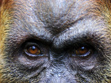 Close-Up of Female Orang-Utan, Gunung Leuser National Park Photographic Print by Paul Kennedy