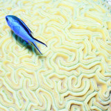 Blue Chromis Damselfish (Blue Chromis) Floating over Giant Brain Coral, Paradise Reef Photographic Print by Dan Herrick