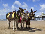 Donkey Rides on Blackpool Beach Fotografisk tryk af Neil Setchfield
