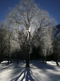 Morning Light Through Frozen Tree Near Shores of Fusine Upper Lake Photographic Print by Ruth Eastham & Max Paoli