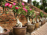 Wat Yaichaimongkhol Lámina fotográfica por Oliver Strewe Wat Yaichaimongkhol Lámina fotográfica por Oliver Strewe