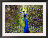 A Peacock Spreads its Feathers at the Alipore Zoo Framed Photographic Print