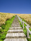 Wooden Walkway Cutting Through Fields of Tall Bamboo Grass Photographic Print by Paul Dymond
