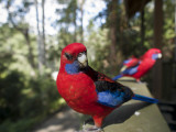 Rosella Birds at Barrington Tops Huts Photographic Print by Shayne Hill