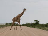 Giraffe Crossing the Road Photographic Print by Uros Ravbar