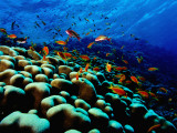 School of Anthias over Brain Coral - Red Sea, Ras Mohammed National Par Fotografisk tryk af Mark Webster