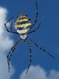Garden Orb Spider (Argiope Australis) Reprodukcja zdjęcia autor Ariadne Van Zandbergen Garden Orb Spider (Argiope Australis) Reprodukcja zdjęcia autor Ariadne Van Zandbergen