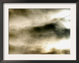 Birds Over Frankfurt Framed Photographic Print by Michael Probst