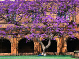 A Large Jacaranda Tree in the Corner of the Main Building Quadrangle at Sydney University Photographic Print by Ross Barnett