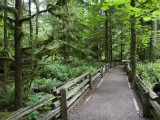 Cathedral Grove in Mcmillan Regional Park Photographic Print by Orien Harvey