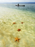 Sea Stars in Tropical Water at Star Beach Photographic Print by Alfredo Maiquez